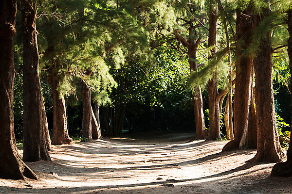 포토 JPG 해외이미지 나무 식물 계절 공원 도로 길 여행 백그라운드 잎 자국 자연 아침 산 풍경 사람없음 야외 초록색 여름 파란색 빛 컬러풀 태양 평화 걷기 환경 어둠 침묵 봄 산책 산책로 하이킹 안개 황무지 숲 산등성이 북쪽 내추럴 해외202004 해외포토 주간 자연요소 공공시설 컬러 컨셉 교통시설 모션 레저 날씨 휴식 소리 방향 생태계 파일형식 이미지허브