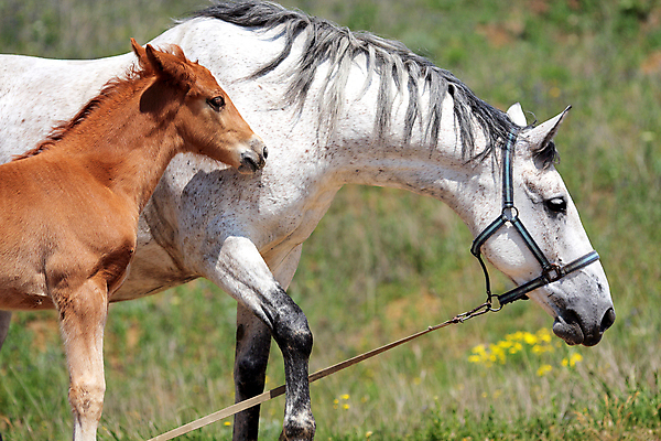 포토 JPG 해외이미지 바다 밭 사람없음 젖 망아지 해외202004 해외포토 새끼 농업 말_동물 파일형식 이미지허브