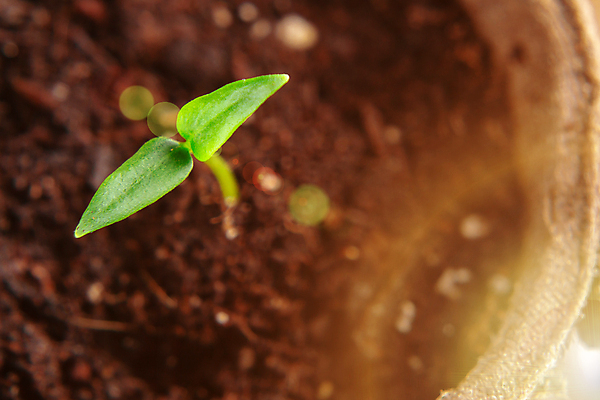 포토 JPG 해외이미지 식물 종이 줄기 컨셉 잎 농업 채소 자연 새로움 씨앗 사람없음 초록색 빛 햇빛 태양 농장 새싹 환경 정원 맑음 봄 성장 광선 신선 냄비 정상 작음 원예 모종 묘목 생태학 심기 처음 세련 해외202004 해외포토 자연요소 나무 계절 교육 산업 컬러 모션 날씨 취미 솥 크기 생태계 파일형식 이미지허브