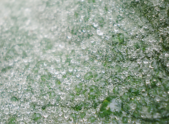 포토 JPG 해외이미지 식물 계절 꽃 백그라운드 잎 자연 아침 날씨 휴식 풍경 사람없음 초록색 물 여름 빛 환경 정원 봄 거품 거울 습기 젖음 성장 물방울 시골 신선 액체 떨어짐 이슬 시원함 빗방울 속도 원예 질감 절정 그리너리 해외202004 해외포토 주간 자연요소 컬러 컨셉 취미 비_날씨 생태계 파일형식 트랜드컬러 이미지허브