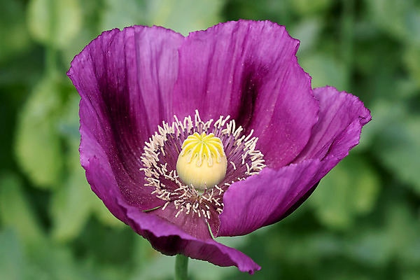 포토 JPG 해외이미지 식물 계절 꽃잎 꽃 백그라운드 꽃무늬 밭 농업 자연 파노라마 씨앗 풍경 사람없음 장식 초록색 여름 컬러풀 약 머리 정원 보라색 봄 벚꽃 신선 개화 제비꽃 양귀비 해외202004 해외포토 산업 컬러 무늬 의학 촬영기법 신체부위 생태계 파일형식 이미지허브
