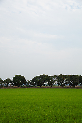 포토 JPG 해외이미지 나무 식물 계절 아시아 도로 음식 백그라운드 잎 농업 태국 자연 하늘 밥 산 거리 손바닥 동양인 풍경 사람없음 야외 목재 장식 초록색 물 여름 빛 농작물 태양 농장 농경지 환경 정원 시골 숲 큼 장면 내추럴 고립 논밭 해외202004 해외포토 자연요소 손 나라 산업 길 컬러 밭 재료 교통시설 논 인종 크기 생태계 파일형식 이미지허브
