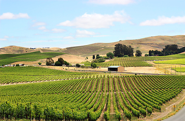 포토 JPG 해외이미지 식물 계절 산업 음식 잎 밭 농업 과일 자연 하늘 포도 풍경 사람없음 야외 초록색 여름 농작물 태양 농장 농경지 와인 계곡 봄 수확 성장 시골 신선 언덕 캘리포니아 포도밭 포도나무 내추럴 밭일 양조장 줄서기 수평선 해외202004 해외포토 자연요소 컬러 모션 주류 미국 과일나무 생태계 파일형식 이미지허브