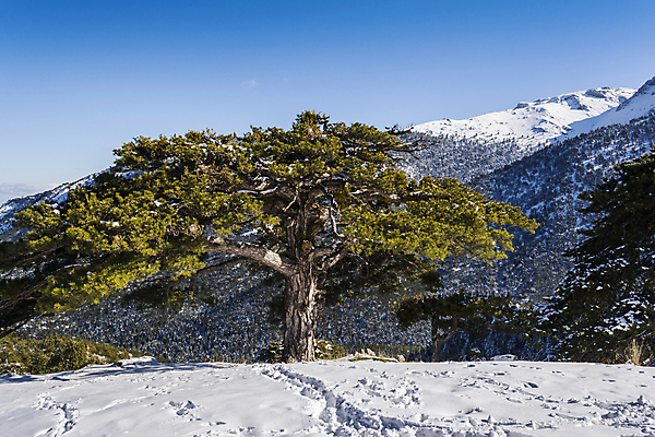 포토 JPG 해외이미지 나무 계절 유럽 여행 겨울 자연 하늘 날씨 휴가 산 풍경 경사 사람없음 야외 초록색 파란색 맑음 냉동 얼음 추위 흰색 시골 숲 그리스 빙하 서리 전나무 눈내림 가문비나무 해외202004 해외포토 자연요소 식물 나라 컬러 눈_날씨 생태계 파일형식 이미지허브