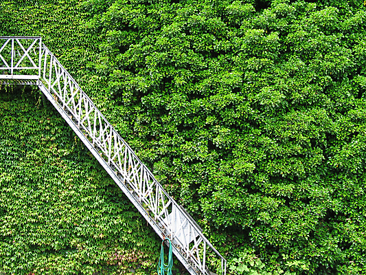 포토 JPG 해외이미지 외관 벽 잎 출입구 주택 사람없음 건물 가로 초록색 계단 긴급 포도나무 단계 뒤뜰 해외202004 해외포토 식물 건축물 컬러 과일나무 파일형식 이미지허브