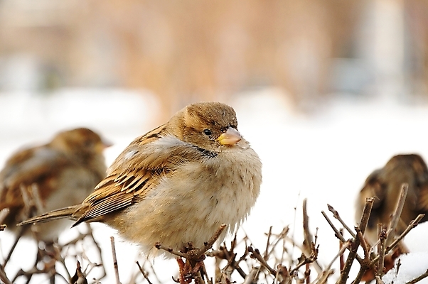 포토 JPG 해외이미지 나무 동물 계절 공원 남자 야생동물 백그라운드 2 겨울 날개 자연 조류 주택 사람없음 야외 목재 초록색 물 울타리 갈색 정원 봄 흰색 관찰 인사 신선 신용카드 닫기 숲 깃털 엽서 참새 동물상 무료 생태학 해외202004 해외포토 자연요소 식물 공공시설 교육 컬러 재료 모션 사람 건물 금융 담장 조형물 예절 편지 생태계 파일형식 이미지허브