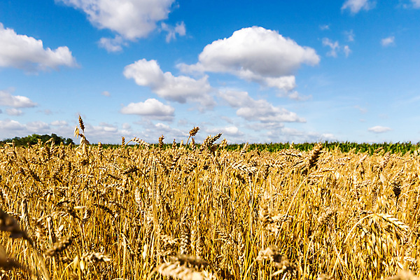 포토 JPG 해외이미지 나무 식물 구름 계절 공원 실루엣 여행 백그라운드 밭 오렌지 자연 하늘 휴가 따뜻함 그림자 풍경 사람없음 야외 빨간색 초록색 여름 파란색 빛 햇빛 태양 노란색 평화 일출 환경 침묵 황혼 일몰 새벽 황금 저녁 숲 장면 내추럴 수평선 해외202004 해외포토 자연요소 공공시설 컬러 컨셉 농업 과일 촬영기법 노을 소리 야간 생태계 파일형식 이미지허브