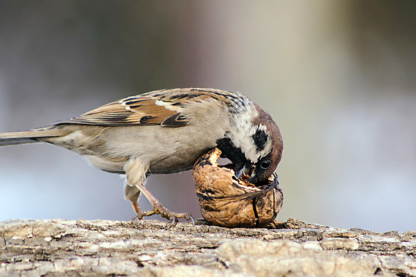 포토 JPG 해외이미지 나무 동물 야생동물 날개 자연 조류 앉기 사람없음 야외 초록색 여름 햇빛 갈색 정원 회색 가을 바위 흰색 닫기 작음 깃털 부리 참새 해외202004 해외포토 식물 계절 컬러 모션 태양 돌_바위 크기 생태계 파일형식 이미지허브