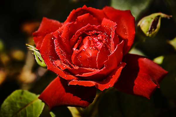 포토 JPG 해외이미지 식물 기념일 꽃잎 꽃 꽃다발 결혼 백그라운드 잎 꽃무늬 패턴 오렌지 자연 추상 휴가 발렌타인데이 선물 사랑 사람없음 장식 빨간색 물 장미 정원 봄 젖음 촉촉함 벚꽃 물방울 축하 신선 닫기 떨어짐 이슬 수분 싱글 질감 부드러움 해외202004 해외포토 자연요소 계절 감정 컬러 컨셉 무늬 과일 모션 데이이벤트 이벤트 감각 생태계 파일형식 이미지허브