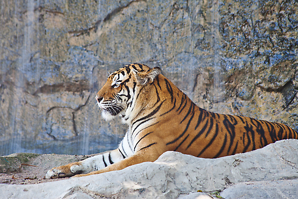 포토 JPG 해외이미지 동물 아시아 야생동물 신체 오렌지 포유류 모션 동물원 사람없음 옆모습 노란색 머리 고양이 줄무늬 호랑이 위험 큼 배고픔 가득함 사파리 러시아 육식동물 멸종 표범 러시아인 시베리아 해외202004 해외포토 서양인 유럽 나라 뷰포인트 컬러 컨셉 무늬 과일 신체부위 반려동물 크기 파일형식 이미지허브