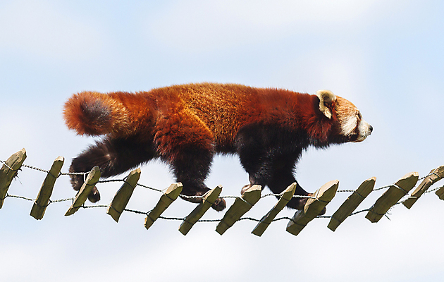 포토 JPG 해외이미지 주간 구름 한마리 로우앵글 하늘 사람없음 야외 귀여움 나무다리 건너기 레서판다 해외202004 해외포토 자연요소 1 뷰포인트 컨셉 포유류 모션 다리_건축물 파일형식 이미지허브