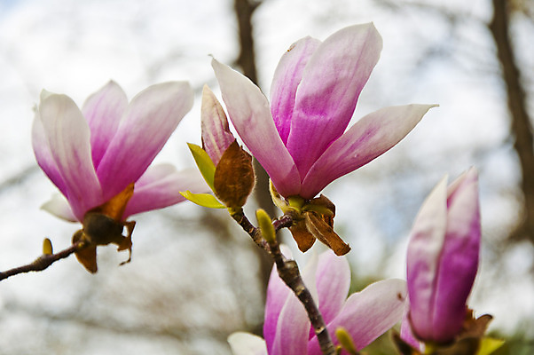 포토 JPG 해외이미지 나무 식물 계절 꽃잎 꽃 길 선 분홍색 백그라운드 꽃무늬 밭 자연 하늘 사람없음 파란색 컬러풀 햇빛 정원 보라색 봄 벚꽃 나뭇가지 개화 체리 백합 4월 순수 원예 질감 목련 고립 해외202004 해외포토 컬러 컨셉 무늬 농업 과일 취미 태양 날짜 생태계 파일형식 이미지허브