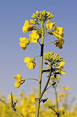 포토 JPG 해외이미지 식물 계절 꽃 백그라운드 꽃무늬 밭 농업 자연 풍경 사람없음 야외 초록색 여름 컬러풀 햇빛 농장 농경지 노란색 환경 맑음 봄 벚꽃 시골 신선 땅 유채 만족 내추럴 해외202004 해외포토 감정 산업 컬러 무늬 날씨 태양 생태계 파일형식 이미지허브