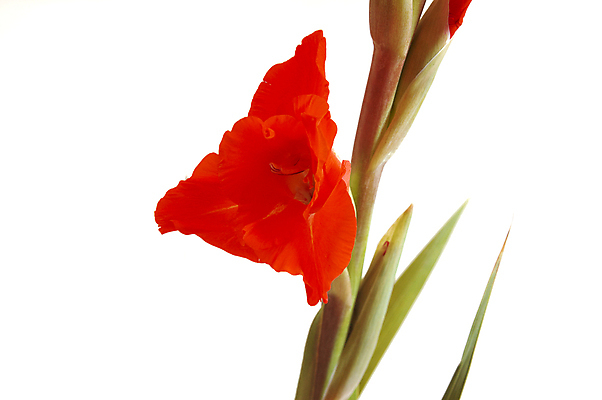 포토 JPG 해외이미지 식물 꽃잎 꽃 꽃다발 백그라운드 잎 꽃무늬 자연 사람없음 빨간색 벚꽃 흰색 흰배경 해외202004 해외포토 컬러 무늬 생태계 파일형식 이미지허브