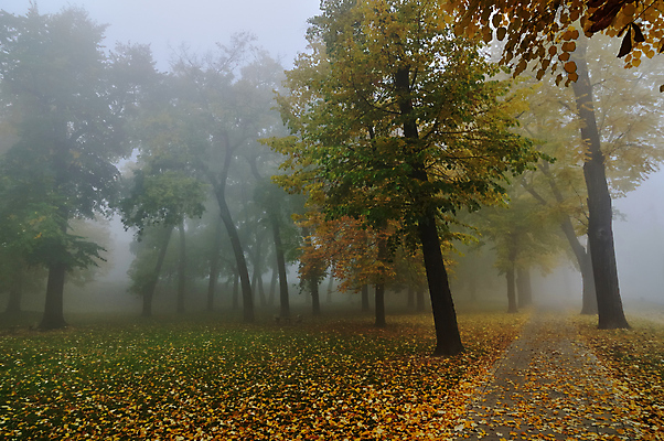 포토 JPG 해외이미지 나무 공원 도로 길 잎 밭 자연 아침 풍경 사람없음 야외 컬러풀 평화 걷기 침묵 고요 안개 가을 시골 해외202004 해외포토 주간 식물 계절 공공시설 컬러 컨셉 농업 교통시설 모션 날씨 소리 생태계 파일형식 이미지허브