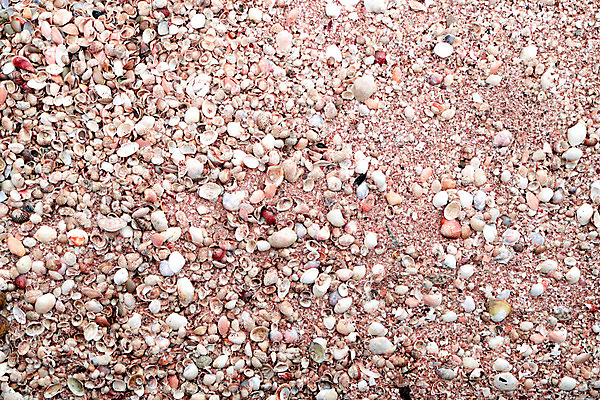 포토 JPG 해외이미지 디자인 모래 바다 분홍색 백그라운드 컨셉 패턴 자연 추상 휴가 조개 연체동물 발렌타인데이 나선형 미술 사람없음 장식 여름 컬러풀 갈색 껍질 흰색 수집 질감 내추럴 이국적 해외202004 해외포토 계절 컬러 무늬 데이이벤트 문화예술 어패류 무척추동물 생태계 파일형식 이미지허브