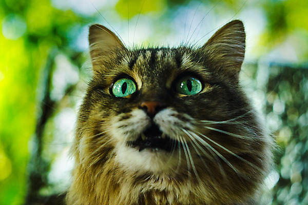 포토 JPG 해외이미지 동물 응시 백그라운드 포유류 자연 거리 털 앉기 성인 사람없음 야외 반려동물 노란색 검은색 고양이 노려봄 노숙자 해외202004 해외포토 시선 컬러 모션 표정 사람 생태계 파일형식 이미지허브