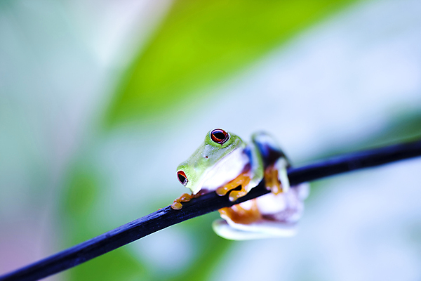 포토 JPG 해외이미지 주간 한마리 야생동물 매달리기 양서류 사람없음 야외 아웃포커스 청개구리 잎줄기 해외202004 해외포토 자연요소 동물 1 줄기 모션 촬영기법 개구리 파일형식 이미지허브