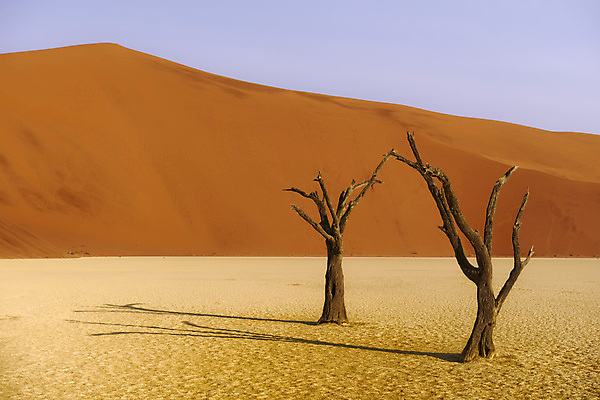 포토 JPG 해외이미지 나무 모래 여행 건조 국립공원 풍경 사람없음 빨간색 계곡 사막 죽음 뜨거움 고독 모래언덕 점토 가뭄 멀리 내추럴 나미비아 옛날 해외202004 해외포토 식물 공원 감정 컬러 날씨 언덕 남아프리카 파일형식 이미지허브