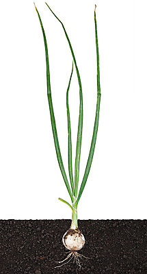 포토 JPG 해외이미지 식물 계절 음식 잎 밭 농업 채소 자연 양파 건강 사람없음 야외 초록색 농장 정원 흙 봄 성장 시골 신선 묘사 유기농 원예 내추럴 땅바닥 줄서기 해외202004 해외포토 웰빙 산업 컬러 모션 바닥 취미 생태계 파일형식 이미지허브