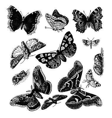 EPS 해외이미지 모양 동물 디자인 야생동물 나비 곤충 백그라운드 패턴 날개 일러스트 자연 벽지 추상 유물 미술 그래픽 장식 세트 수확 골동품 점 화려 중세 스케치 수집 향수 그림 복고 생물학 손그림 판화 내추럴 고립 그런지 엘리먼트 옛날 해외202004 해외일러스트 전통 교육 컨셉 무늬 농업 문화예술 화장품 역사 생태계 파일형식 벡터 이미지허브