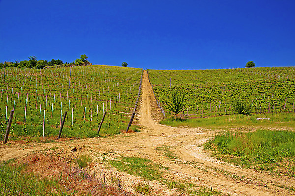 포토 JPG 해외이미지 나무 구름 계절 산업 음료 음식 여행 밭 농업 과일 자연 하늘 포도 아침 휴가 새로움 건강 풍경 사람없음 야외 초록색 여름 파란색 농장 와인 계곡 맑음 봄 수확 성장 가을 흰색 시골 신선 땅 언덕 유기농 포도밭 포도나무 해외202004 해외포토 주간 자연요소 식물 웰빙 컬러 컨셉 날씨 주류 과일나무 생태계 파일형식 이미지허브