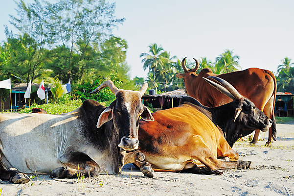 포토 JPG 해외이미지 동물 아시아 모래 바다 포유류 자연 하늘 휴식 뿔 서기 풍경 사람없음 야외 물 여름 모래사장 갈색 농사 가축 시골 소 인도인 황소 장면 신성 남쪽 송아지 기르기 동물상 밭일 반추동물 해외202004 해외포토 자연요소 외국인 계절 나라 새끼 컬러 컨셉 농업 모션 동양인 조형물 방향 생태계 돌봄 파일형식 이미지허브