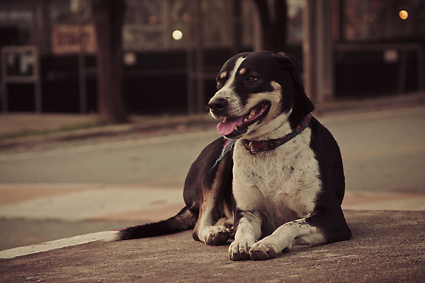포토 JPG 해외이미지 동물 응시 행복 얼굴 선 신체 사다리 태국 하늘 바닥 사람 사람없음 야외 초록색 빛 컬러풀 햇빛 갈색 여행객 검은색 흰색 입 개 전철 달콤 떨어짐 오브젝트 코 귀 대리석 육식동물 위치 송곳니 옛날 해외202004 해외포토 시선 감정 아시아 육상교통 컬러 컨셉 재료 포유류 대중교통 신체부위 태양 도구 맛 치아 파일형식 이미지허브