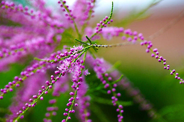 포토 JPG 해외이미지 나무 식물 계절 공원 꽃잎 꽃 분홍색 백그라운드 자연 사람없음 야외 장식 초록색 여름 정원 보라색 봄 벚꽃 나뭇가지 개화 관목 묘사 원예 화단 내추럴 삼나무 해외202004 해외포토 공공시설 컬러 취미 생태계 파일형식 이미지허브