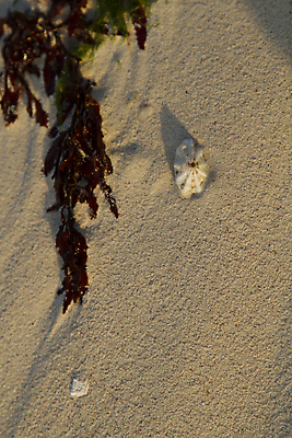 포토 JPG 해외이미지 모래 바다 자연 조개 사람없음 빨간색 초록색 껍질 해조류 묘사 해외202004 해외포토 컬러 어패류 해양식물 생태계 파일형식 이미지허브