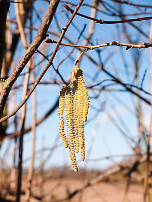 포토 JPG 해외이미지 나무 식물 계절 공원 꽃 백그라운드 겨울 꽃무늬 자연 하늘 사람없음 야외 목재 초록색 파란색 노란색 봄 성장 벚꽃 나뭇가지 신선 개화 닫기 숲 버드나무 묘사 보케 부드러움 자작나무 내추럴 완벽 해외202004 해외포토 공공시설 컬러 컨셉 무늬 재료 모션 감각 생태계 파일형식 이미지허브