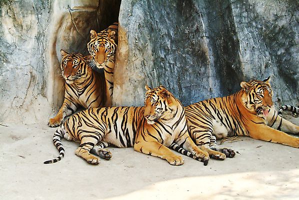 포토 JPG 해외이미지 동물 오렌지 가족 휴식 털 동물원 사람없음 검은색 고양이 화목 줄무늬 4 호랑이 육식동물 해외202004 해외포토 컬러 컨셉 무늬 과일 포유류 관계 반려동물 숫자 파일형식 이미지허브