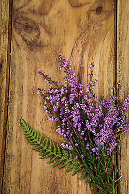 포토 JPG 해외이미지 식물 계절 꽃 분홍색 꽃다발 백그라운드 자연 탁자 사람없음 목재 장식 여름 정원 보라색 벚꽃 가을 개화 제비꽃 내추럴 해외202004 해외포토 나무 컬러 가구 재료 생태계 파일형식 이미지허브