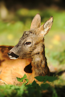포토 JPG 해외이미지 나무 동물 응시 계절 공원 여자 야생동물 스포츠 잎 포유류 자연 털 뿔 사람없음 야외 초록색 침묵 가을 나뭇가지 아기 황무지 티켓 숲 큼 사파리 꼬리 사냥 러시아 귀 조심 경보 러시아인 삼림지대 아기사슴 암사슴 전국 해외202004 해외포토 서양인 식물 시선 공공시설 유럽 새끼 컬러 사슴 사람 신체부위 소리 크기 암컷 생태계 파일형식 이미지허브