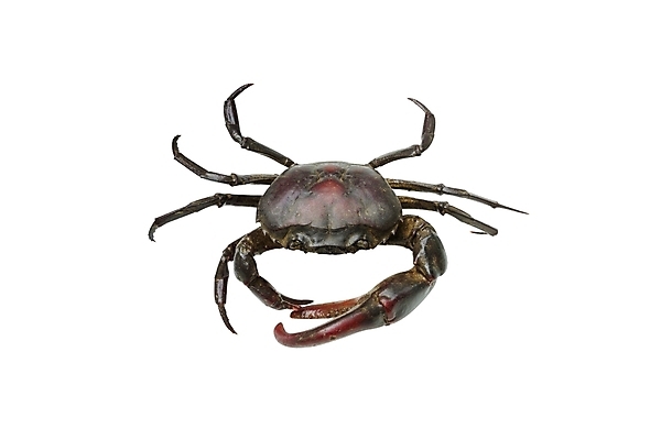 포토 JPG 해외이미지 동물 음식 바다 자연 조개 생물 집게 종류 육류 갑각류 사람없음 물 식당 수영 게 껍질 흰색 8 해산물 잔치 날것 펜치 고립 공격적 집게발 해외202004 해외포토 자연요소 컬러 컨셉 식재료 어패류 숫자 상점 공구 수상스포츠 생태계 파일형식 이미지허브