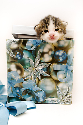 포토 JPG 해외이미지 동물 어린이 새끼 백그라운드 장난 가정 수염 털 표정 사랑 앉기 사람없음 반려동물 장난감 고양이 가축 우정 공연 회색 점 유머 은색 작음 호기심 흰배경 꼬리 부드러움 보여주기 걸음마 남동생 바디케어 집게발 해외202004 해외포토 감정 컬러 컨셉 포유류 모션 사람 이벤트 친구 흰색 감각 크기 동생 파일형식 이미지허브