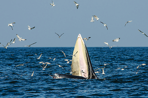 포토 JPG 해외이미지 바다 포유류 태국 갈매기 조류 어류 사람없음 물 파란색 달리기 수영 떨어짐 먹기 고래 지느러미 대가리 해외202004 해외포토 자연요소 동물 아시아 컬러 컨셉 모션 수중동물 수상스포츠 파일형식 이미지허브