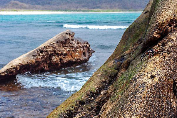 포토 JPG 해외이미지 동물 공원 야생동물 바다 백그라운드 자연 하늘 휴가 생물 종류 갑각류 사람없음 야외 물 파란색 햇빛 환경 맑음 미국 게 껍질 만 닫기 보호 작음 묘사 에콰도르 남쪽 로스앤젤레스 전국 해외202004 해외포토 자연요소 공공시설 컬러 컨셉 북아메리카 모션 날씨 태양 남아메리카 크기 방향 생태계 파일형식 이미지허브