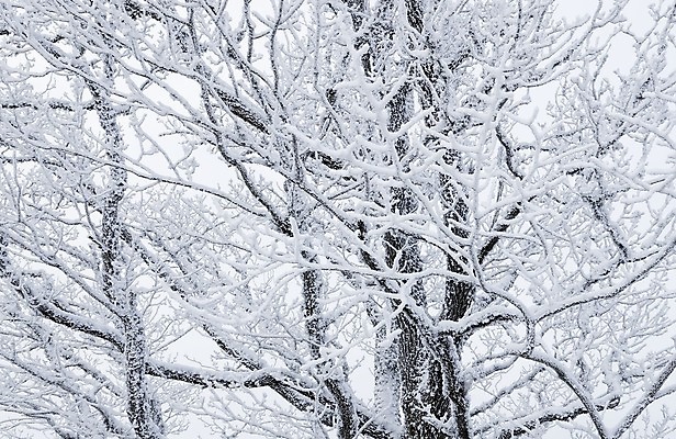 포토 JPG 해외이미지 나무 겨울 자연 사람없음 냉동 얼음 추위 흰색 나뭇가지 서리 눈내림 해외202004 해외포토 자연요소 식물 계절 컬러 눈_날씨 생태계 파일형식 이미지허브