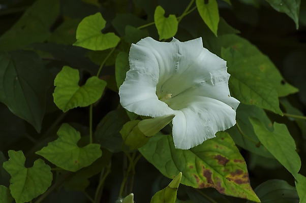 포토 JPG 해외이미지 꽃 자연 사람없음 야외 흰색 독말풀 해외202004 해외포토 식물 컬러 생태계 파일형식 이미지허브