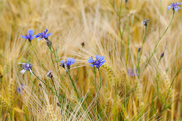 포토 JPG 해외이미지 식물 구름 계절 꽃 줄기 백그라운드 잎 꽃무늬 밭 농업 자연 옥수수 풍경 사람없음 초록색 여름 파란색 빛 농작물 햇빛 태양 농장 봄 벚꽃 시골 땅 밀 허브 묘사 보리 아로마 내추럴 구성 수레국화 해외202004 해외포토 자연요소 산업 컬러 무늬 곡류 생태계 파일형식 이미지허브