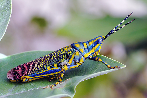 포토 JPG 해외이미지 동물 1 야생동물 벽 곤충 백그라운드 패턴 자연 표면 그림자 앉기 사람없음 야외 목재 가로 초록색 갈색 판넬 거친 그리기 벌레 질감 메뚜기 귀뚜라미 그런지 옛날 해외202004 해외포토 나무 컬러 무늬 재료 모션 생태계 파일형식 이미지허브
