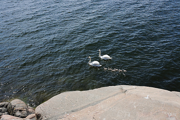 포토 JPG 해외이미지 동물 여자 남자 파도 바다 가족 자연 조류 엄마 풍경 해변 사람없음 물 여름 큼 백조 해외202004 해외포토 자연요소 계절 관계 사람 크기 생태계 파일형식 이미지허브