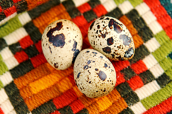 포토 JPG 해외이미지 전통 계절 문화 음식 백그라운드 다이어트 재료 자연 조류 휴가 부활절 건강 요리 이벤트 사람없음 장식 수건 농장 갈색 계란 저녁식사 봄 껍질 축하 신선 그룹 아침식사 유기농 내추럴 점심식사 단백질 메추리 생식 해외202004 해외포토 동물 웰빙 기념일 컬러 컨셉 농업 위생용품 알 식사 생태계 영양소 파일형식 이미지허브