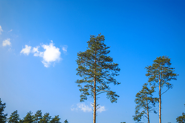 포토 JPG 해외이미지 나무 식물 구름 1 계절 백그라운드 잎 밭 자연 하늘 풍경 사람없음 목재 초록색 여름 파란색 평화 우주 환경 봄 성장 흰색 나뭇가지 시골 고독 숲 큼 땅 싱글 내추럴 고립 옛날 혼자 해외202004 해외포토 자연요소 감정 컬러 컨셉 농업 재료 크기 생태계 파일형식 이미지허브