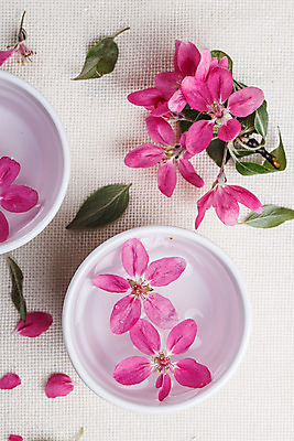 포토 JPG 해외이미지 라이프스타일 웰빙 꽃잎 꽃 선 분홍색 백그라운드 꽃무늬 자연 휴식 건강 사람없음 치료 장식 물 약 반사 스파 침묵 봄 벚꽃 흰색 신선 사발 고급 순수 질감 향기 아로마 캔버스 아로마테라피 테라피 내추럴 돌봄 해외202004 해외포토 자연요소 식물 계절 컬러 컨셉 무늬 의학 모션 생활 뷰티 소리 사기그릇 생태계 냄새 파일형식 이미지허브