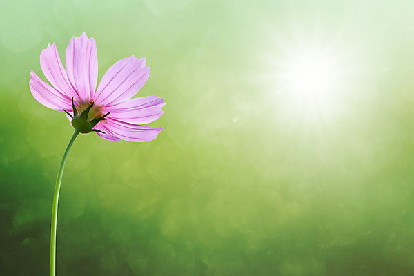 포토 JPG 해외이미지 나무 식물 꽃 아시아 분홍색 여행 태국 자연 아침 풍경 사람없음 가로 초록색 여름 빛 노란색 환경 계곡 맑음 봄 활발 흰색 시골 개화 묘사 코스모스 블러 많음 목가 해외202004 해외포토 주간 계절 나라 컬러 컨셉 날씨 생태계 파일형식 이미지허브