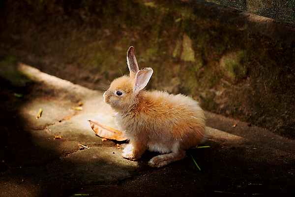 포토 JPG 해외이미지 동물 행복 부활절 사람없음 반려동물 노란색 흰색 아기 토끼 작음 솜털 해외202004 해외포토 기념일 감정 컬러 포유류 사람 크기 파일형식 이미지허브