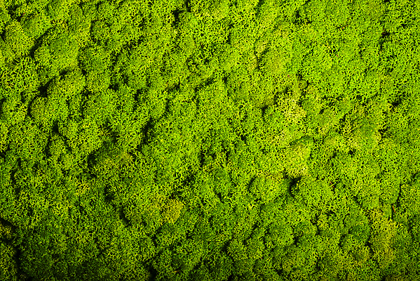 포토 JPG 해외이미지 식물 디자인 벽 백그라운드 잎 패턴 자연 표면 추상 이끼 사람없음 내부 초록색 성장 신선 닫기 묘사 질감 내추럴 순록 스칸디나비아 옛날 해외202004 해외포토 컬러 무늬 모션 생태계 파일형식 이미지허브