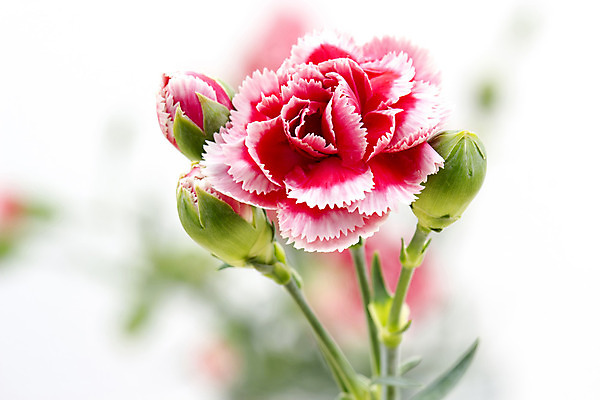 포토 JPG 해외이미지 식물 꽃잎 꽃 줄기 분홍색 꽃다발 백그라운드 꽃무늬 자연 엄마 발렌타인데이 선물 사랑 사람없음 장식 빨간색 초록색 여름 컬러풀 벚꽃 흰색 하트 신선 신용카드 생일 개화 다발 꽃집 카네이션 원예 기회 내추럴 고립 카피스페이스 해외202004 해외포토 모양 계절 기념일 감정 컬러 무늬 가족 데이이벤트 취미 금융 상점 공백 생태계 파일형식 이미지허브